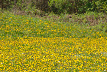 Flowers in a flowery field