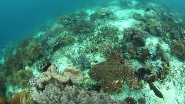 Tasseled Wobbegong Swimming Over Reef in Raja Ampat