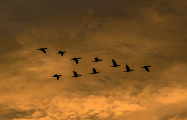 Birds