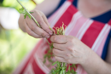 hands holding herbs