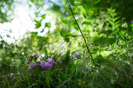Blue Bell Flowers in the sun. Beautiful meadow field with wildflowers close up