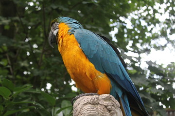 Parrot Side Profile
