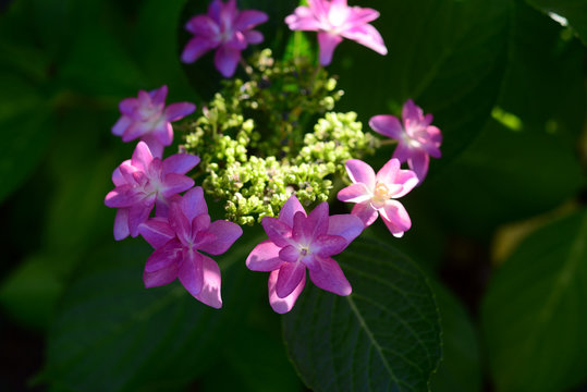 Hydrangea macrophyllaH. m. f. normalis -11