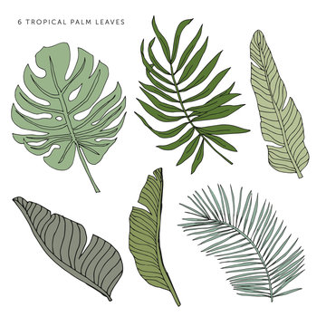 Tropical green palm leaves on the white background. Vector greenery elements. Jungle foliage illustration. Exotic plants set. Summer beach floral design. Paradise nature graphic