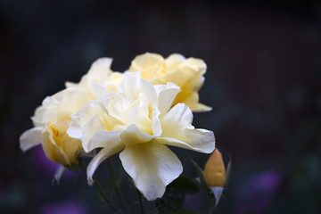 Yellow Rose Summer Garden 