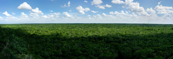 Jungle panorama