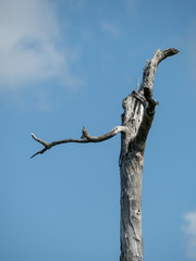 Dead Tree