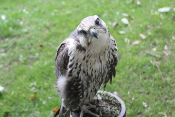 Confused Falcon