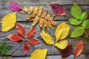 Autumn leaves on old wooden planks background