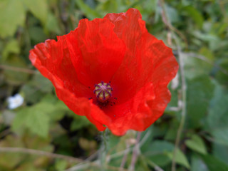 Red poppy with a violet middle on a background of green grass