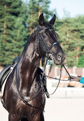 Obraz premium portrait of sportive dressage black stallion