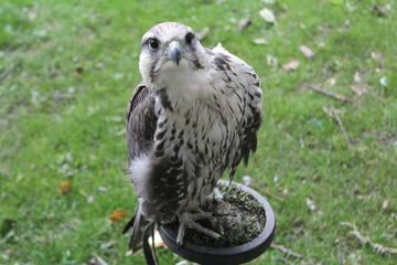 Inquisitive Falcon