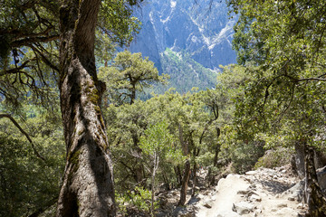 Mountains and vegetation Yosemite Park, California, USA
