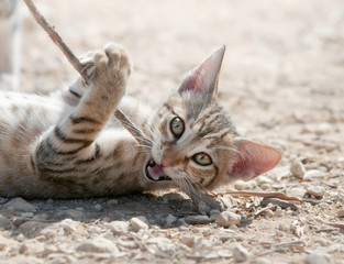 Cute tabby kitten playing with a stick, Cyprus 