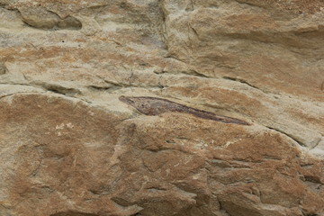 Dinosaurier Knochen Dinosaur Ridge Colorado USA