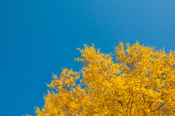 Fototapeta na wymiar Autumn branches against the blue sky