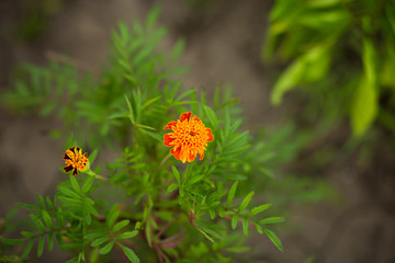 Abstract vintage picture style of yellow marigold flowers with soft focus