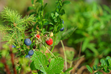 strawberry with blueberry in the forest