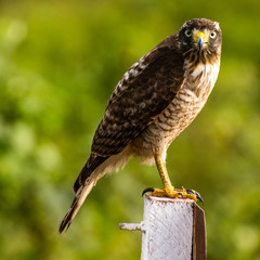 Brazilian hawk