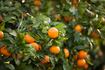 Bunch of ripe oranges hanging on a tree