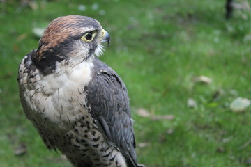 Falcon looking away