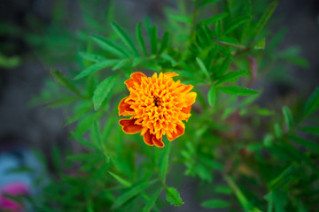 Abstract vintage picture style of yellow marigold flowers with soft focus