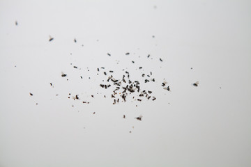 Swarm of dead flying ants. Though ants usually pose no real danger and problem to humans nor become aggressive pests, but can still be annoying and cause property damage which require home improvement