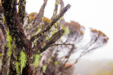 Árvore no Monte Roraima