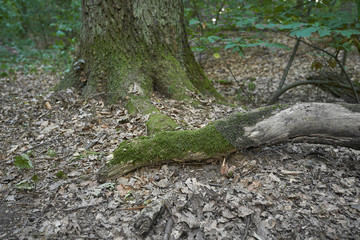 Forest with moss in the trees