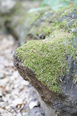 Fototapeta premium Forest with moss in the trees