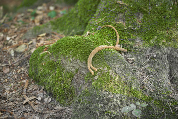 Forest with moss in the trees