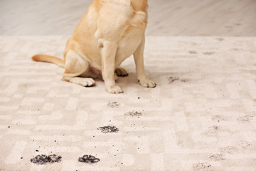 Cute dog leaving muddy paw prints on carpet © New Africa