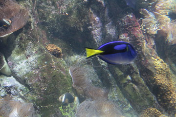 dori poisson