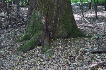 Forest with moss in the trees