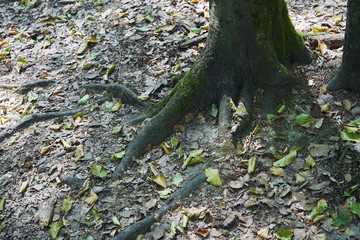 Forest with moss in the trees