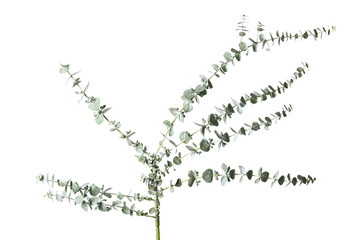 Eucalyptus branches with fresh green leaves on white background