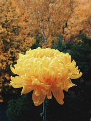 Flower in the forest