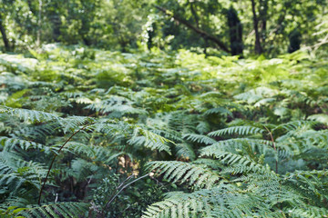 Forest with moss in the trees