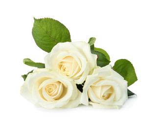 Beautiful fresh roses on white background. Funeral symbol