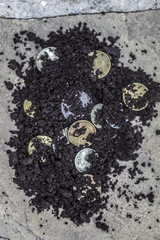black soil money