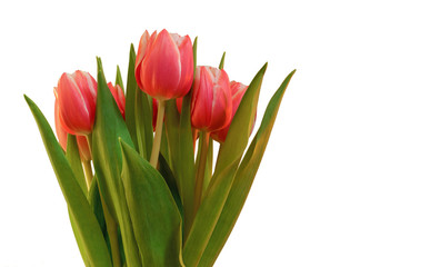 Fredh tulips on white background