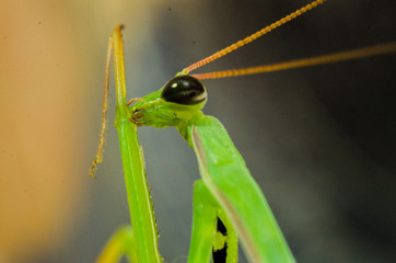 mantis macro colorful