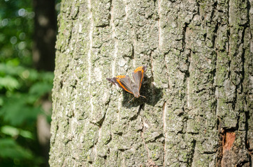 butterfly on a tree