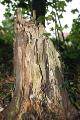 Baumstumpf,baum, bark, natur, holz, beschaffenheit, wald, kofferraum, braun, alt, green, pflanze, dekor, abstrakt, föhre, rau, park, auflösungszeichen, eiche, moos, detail, hölzern, 