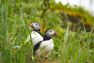 Atlantic Puffins