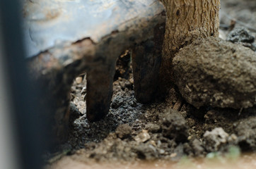 shovel for a house tree