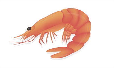 Cooked shrimp isolated  with shadow and glare on white background. Vector illustration