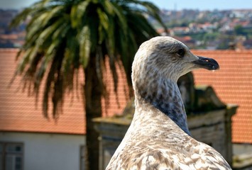 Portrait of a seagull 