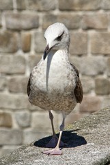 Portrait of a seagull 