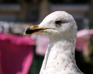 Portrait of a seagull 